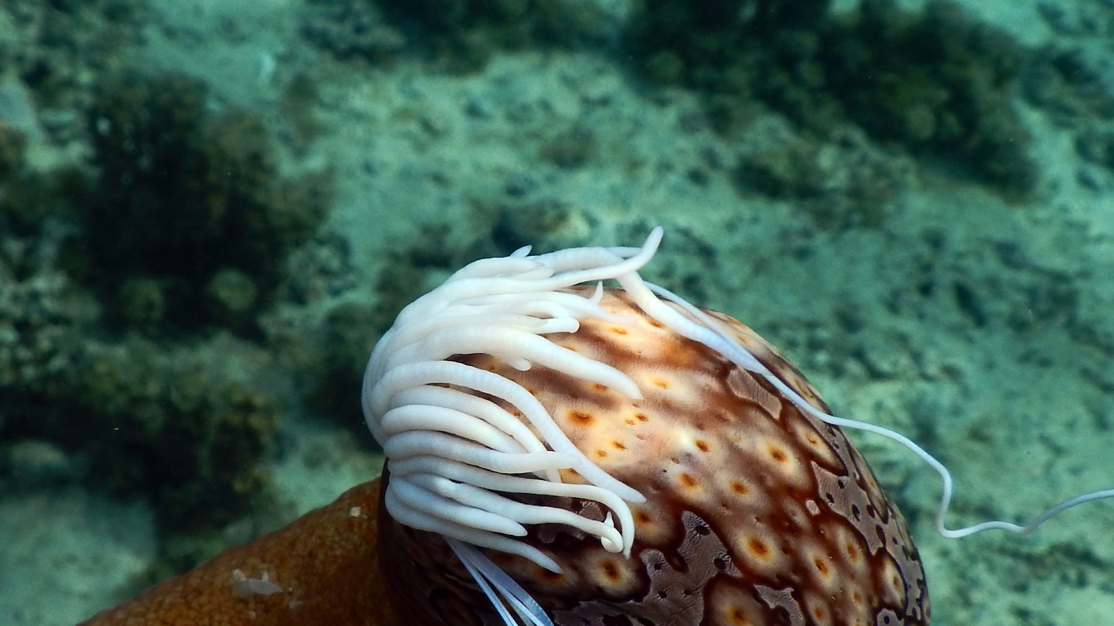 Sea cucumbers | Tetiaroa Society